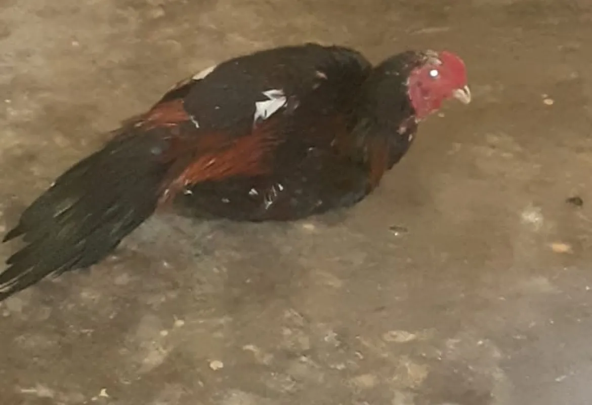 Dimediasi Polsek Seginim, Korban Sepakat Damai Dengan Pelaku Pencuri Ayam Anak Bawah Umur