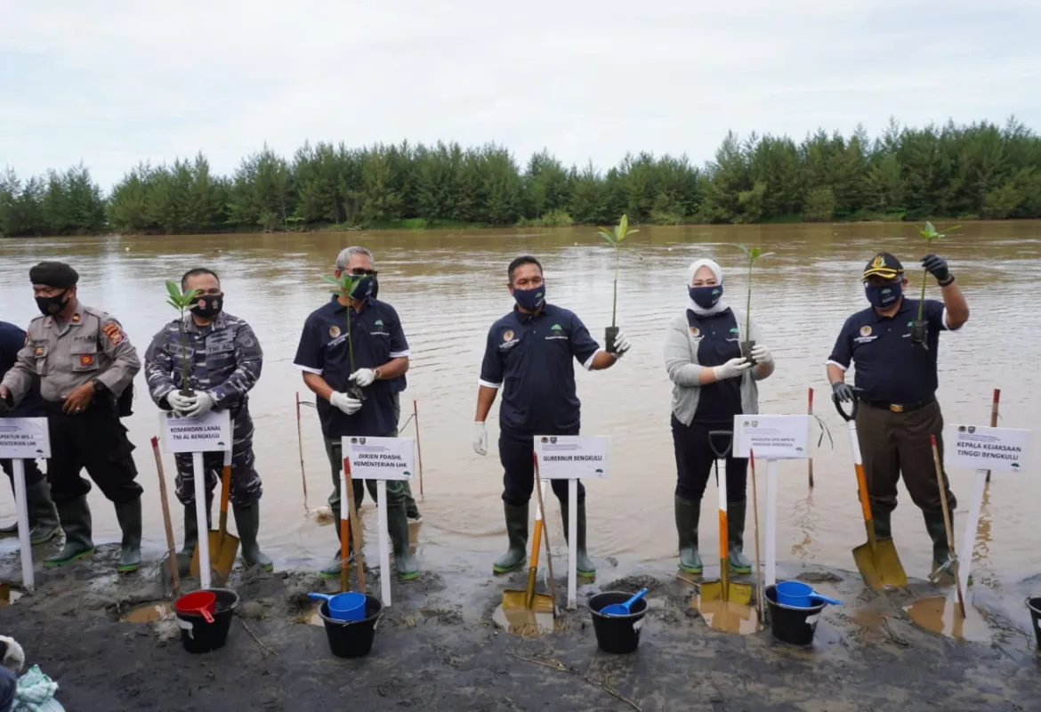Pemulihan Ekonomi Nasional, Bengkulu Tanam 50 Hektar Mangrove melalui Program Padat Karya