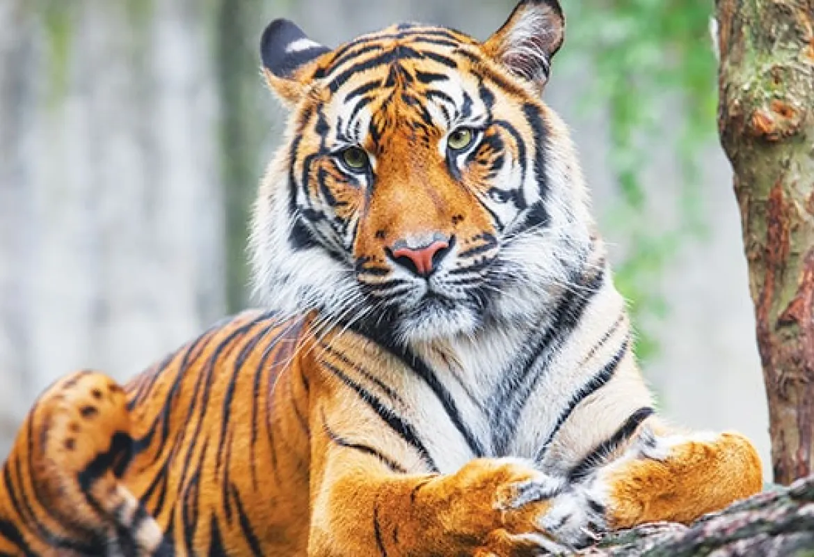 Kemunculan Harimau, Polsek Teras Terunjam Himbau Masyarakat Berhati-Hati Saat Berladang