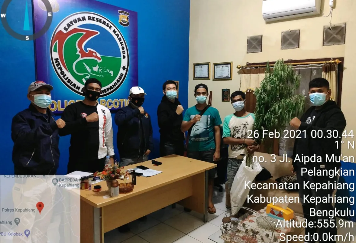 Tanam Ganja Disela Kebun, Petani Kopi Ditangkap Polisi