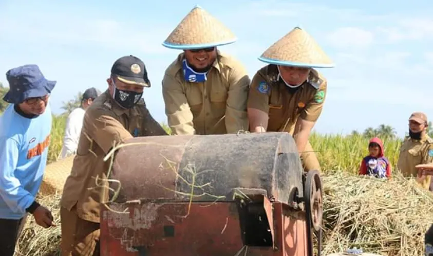 Anggota Komisi III DPRD Kota Bengkulu Panen Raya Bersama Petani Sekaligus Serap Aspirasi