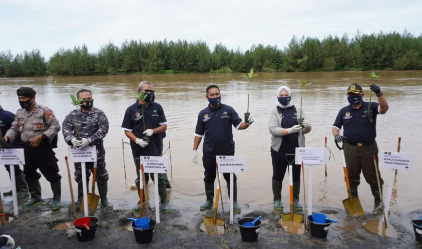 Pemulihan Ekonomi Nasional, Bengkulu Tanam 50 Hektar Mangrove melalui Program Padat Karya