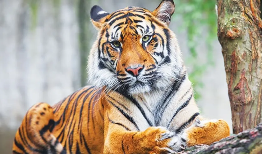 Kemunculan Harimau, Polsek Teras Terunjam Himbau Masyarakat Berhati-Hati Saat Berladang