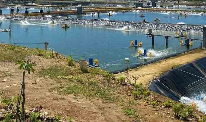 Komisi I DPRD Provinsi Bengkulu Sidak PT DPP Terkait Pencemaran Lingkungan