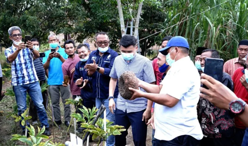 Pemerintah Kabupaten Siak Dorong Budidaya Porang di Kembangkan di Kabupaten Siak